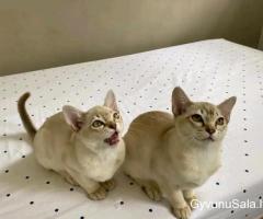 „Cutes Asain“ kačiukai naujiems namams
