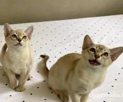 „Cutes Asain“ kačiukai naujiems namams