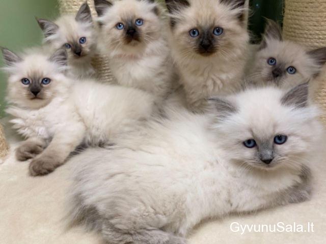 Parduodami gražūs Sibiro kačiukai