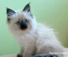 Parduodami gražūs Sibiro kačiukai