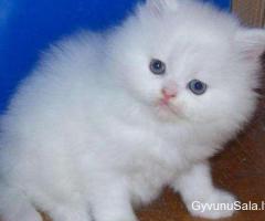 žavingi persų kačiukai, skirti įvaikinti