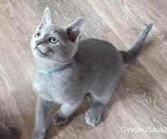 Gražūs Tussian mėlyni kačiukai naujiems namams