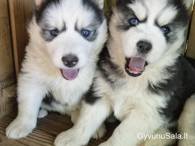 Sibiro hasky šuniukai mėlynos akys,