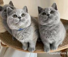 Gražūs britų trumpaplaukiai kačiukai