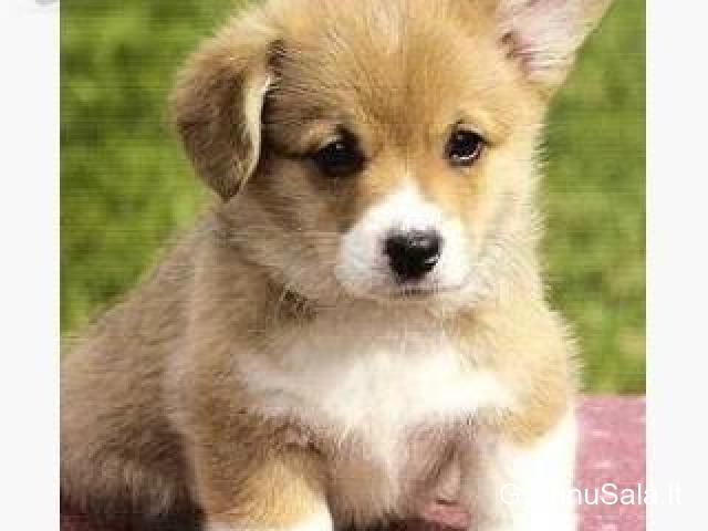 Pembroke Welsh Corgi šuniukai Whatsapp / Viber +48785742139