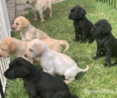 Labradoro retriverių šuniukai