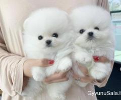 Gražūs balti Pomeranijos šuniukai